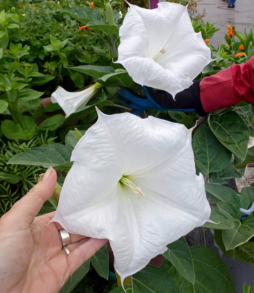 Datura wrightii, Sacred Datura, Angel's Trumpet, Jimsonweed