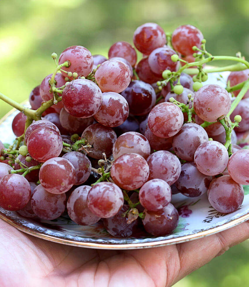 Vitis, Emeryville Pink, Grape
