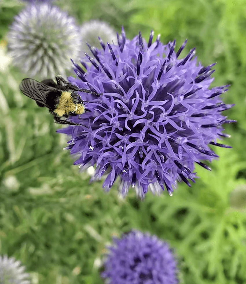 Echinops ritro ruthenicus, Globe Thistle