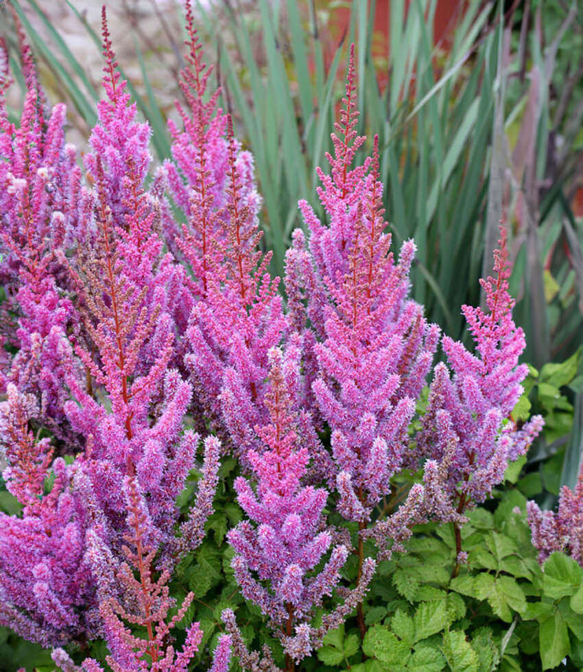 Astilbe chinensis var. taquetii, False Spiraea, Perennial Spiraea