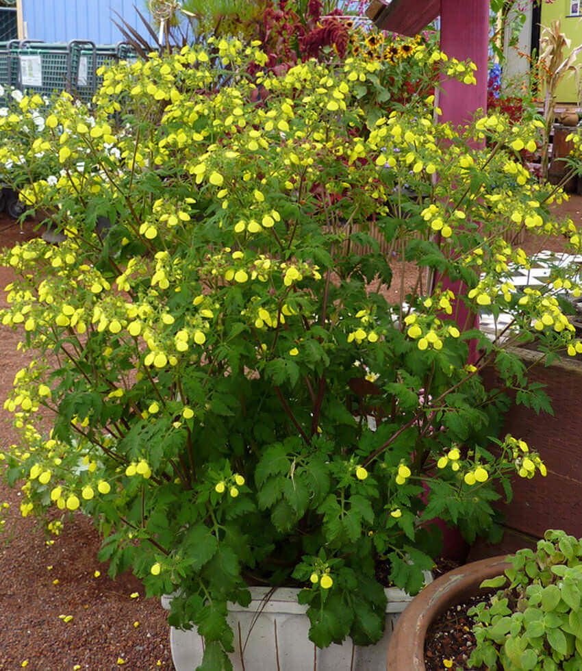 Calceolaria mexicana, Slipper Flower, Lady's Purse, Slipperwort