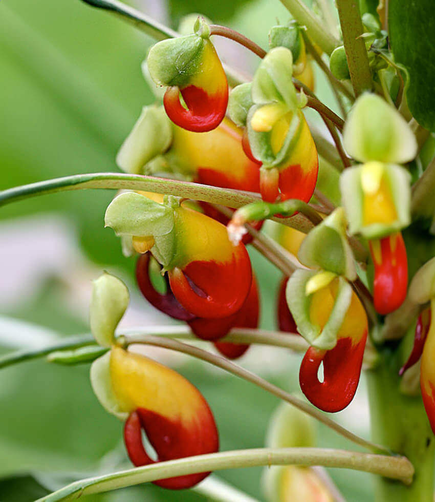 Impatiens niamniamensis, African Queen, Congo Cockatoo, Parrot Plant