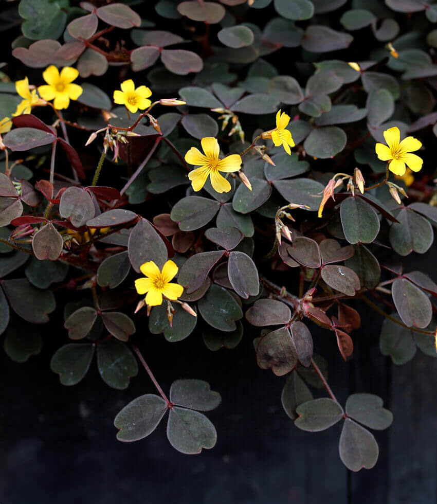 Oxalis spiralis vulcanicola, Spiral Sorrel