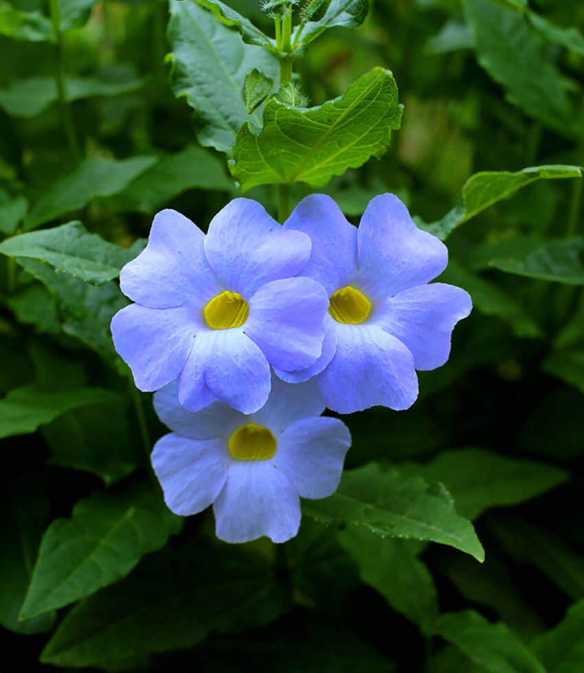 Thunbergia natalensis, Dwarf Thunbergia