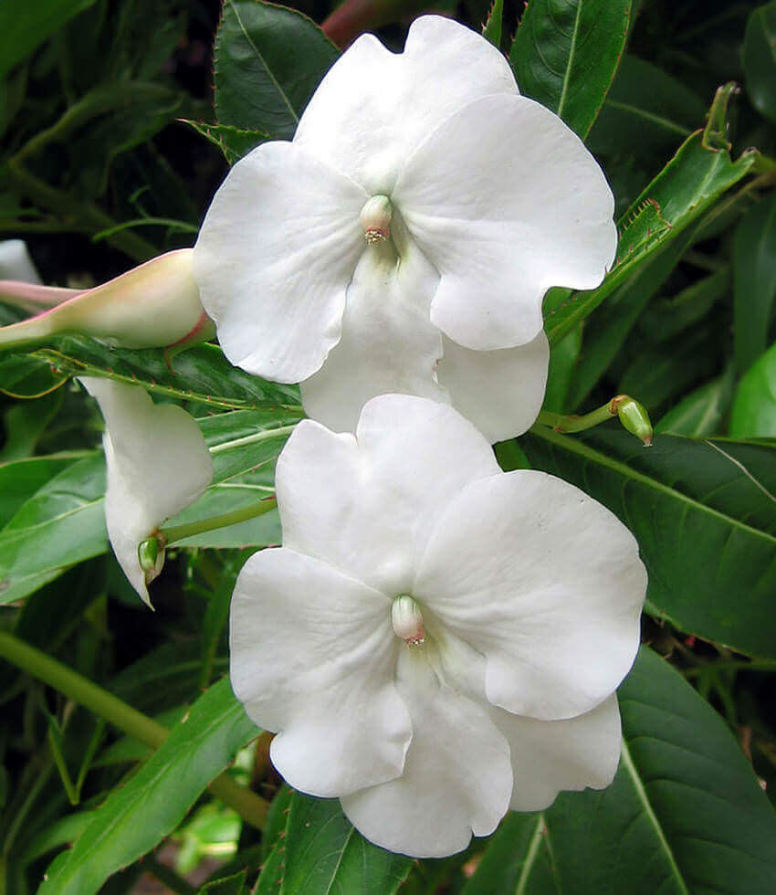 Impatiens sodenii, Madonna, Shrub Balsam, Oliver's Touch-Me-Not