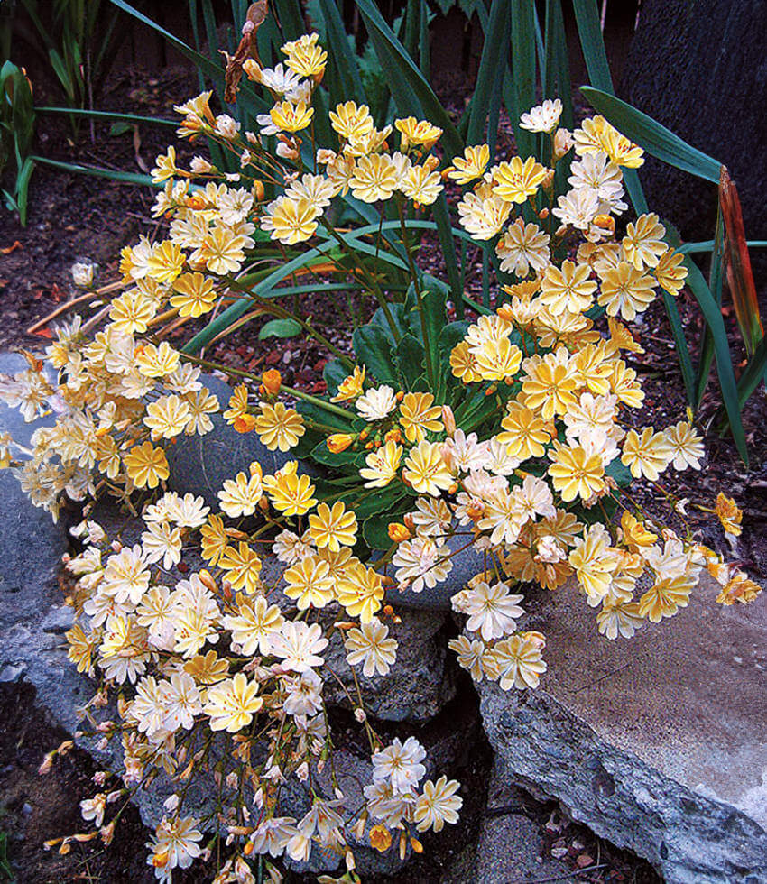 Lewisia longipetala, Little Peach, Long-Petaled Lewisia, Truckee Lewisia