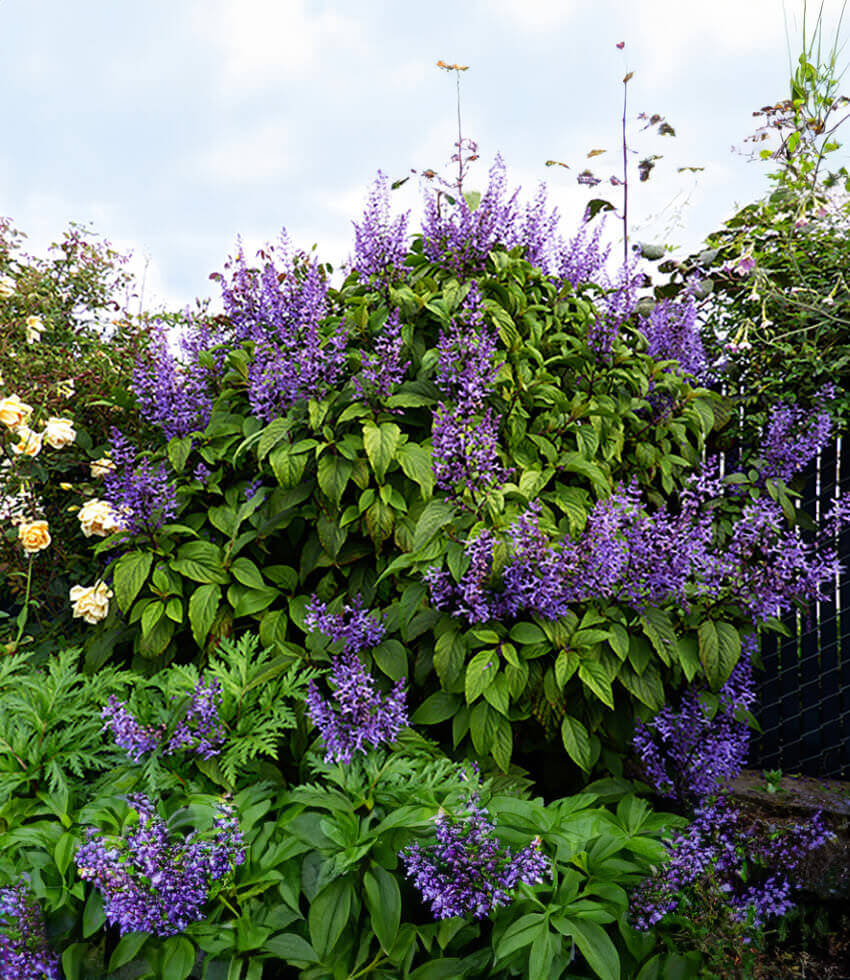 Plectranthus ecklonii
