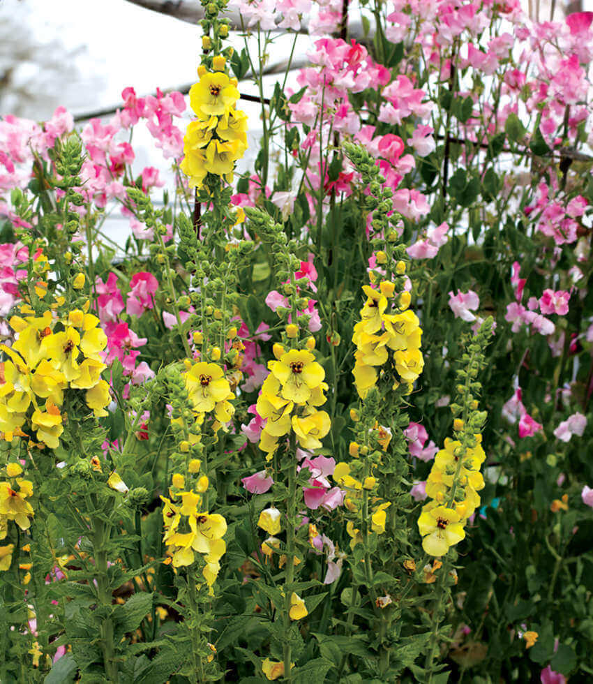 Verbascum, Cotswold King, Mullein