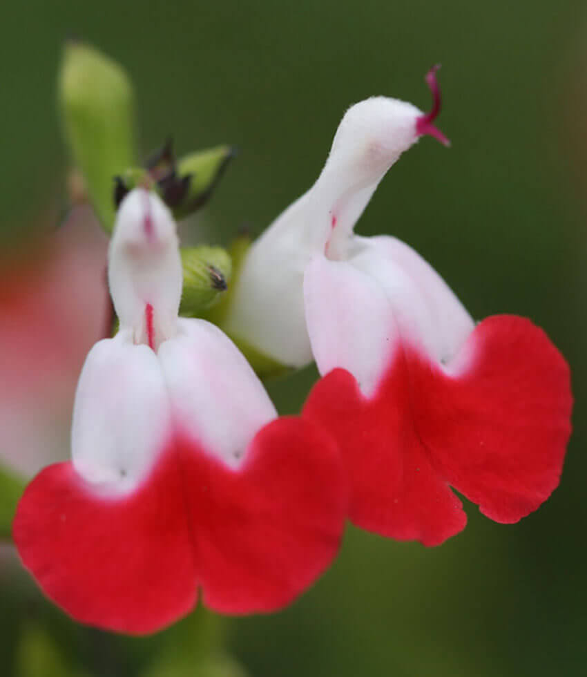 Salvia, Hot Lips, Sage