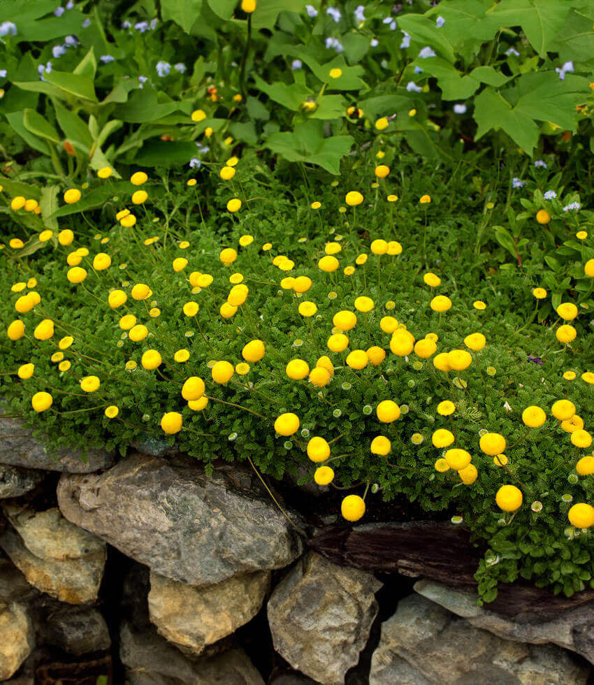 Cotula lineariloba, Big Yellow Moon