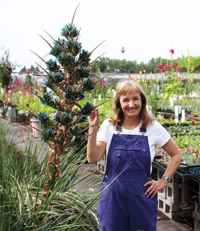 Puya alpestris, Sapphire Tower