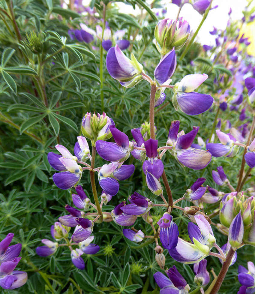 Lupinus chamissonis, Dune Bush Lupine