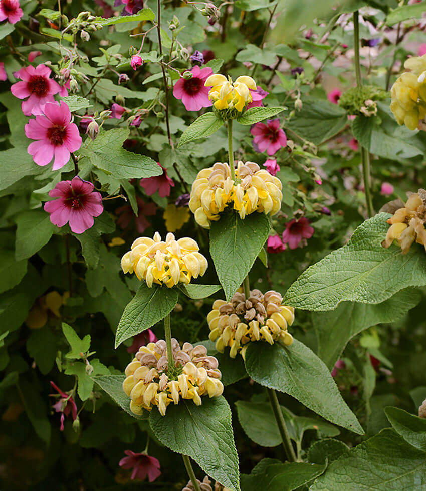 Phlomis viscosa, Jerusalem Sage
