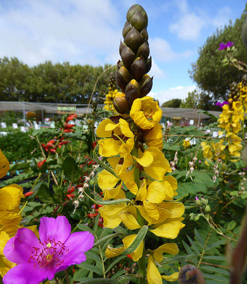 Cassia didymobotrya, Popcorn Cassia, African Senna, Popcorn Senna, Candleabra Tree, Peanut Butter Senna