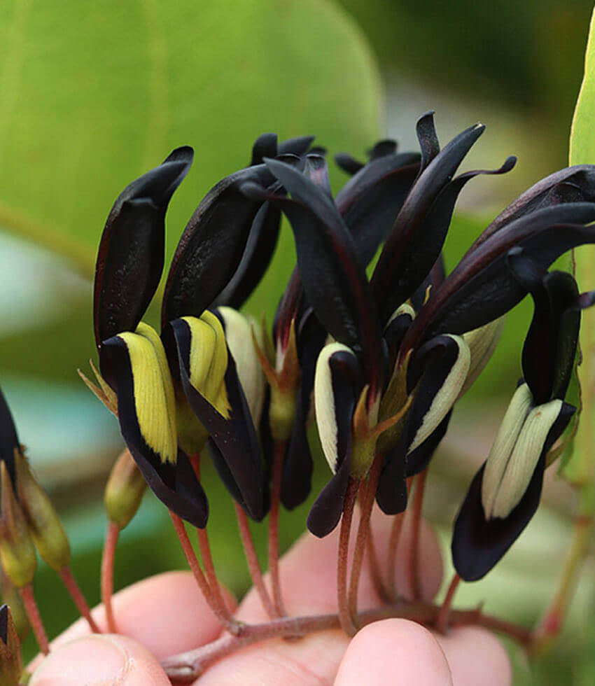 Kennedia nigricans, Black Coral Pea, Black Kennedia