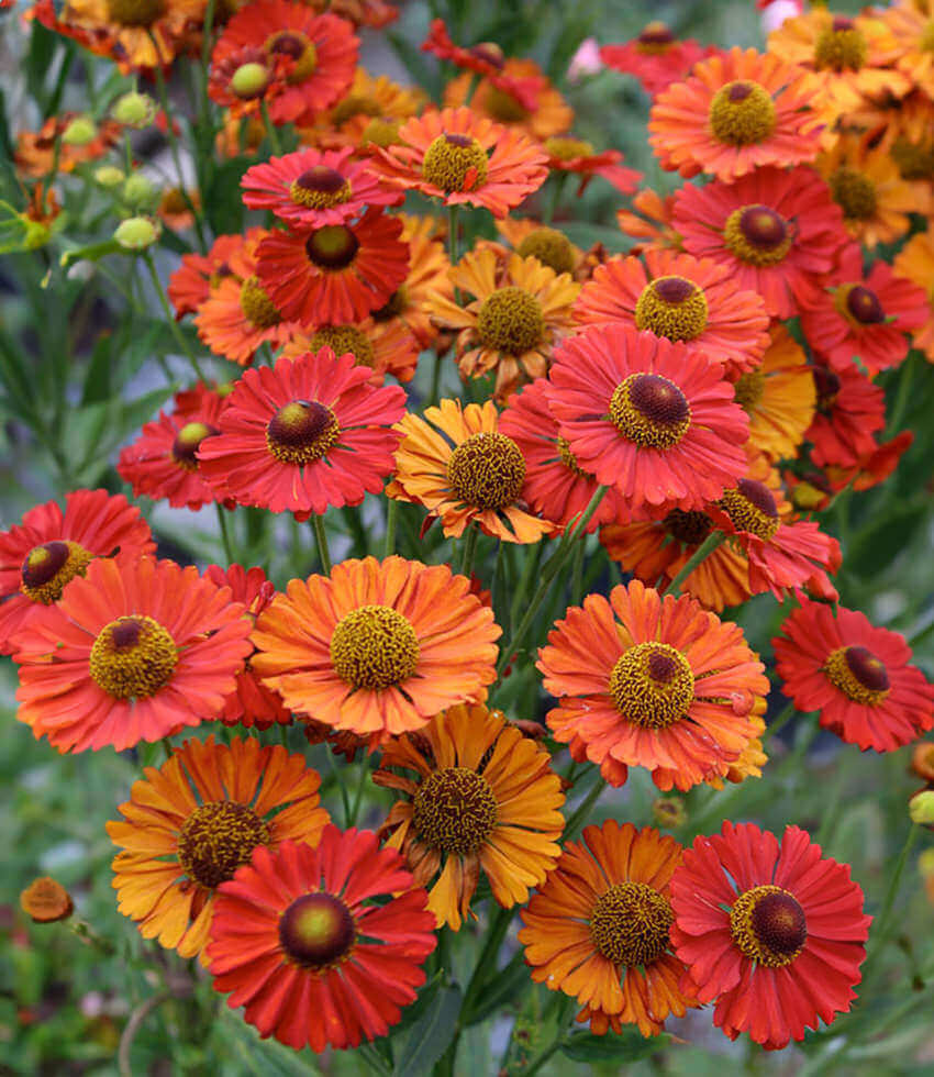 Helenium autumnale, Red Shades, Large-Flowered Sneezeweed
