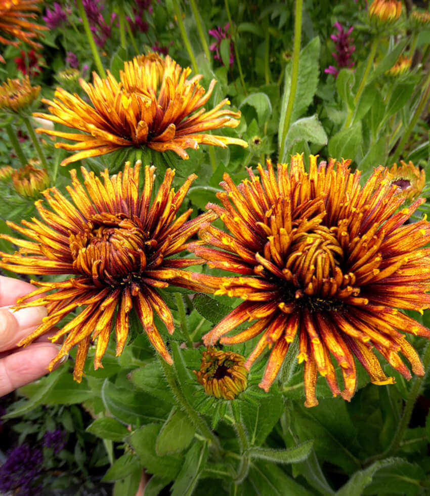 Rudbeckia hirta, Chim Chiminee, Brown Eyed Susan, Black Eyed Susan