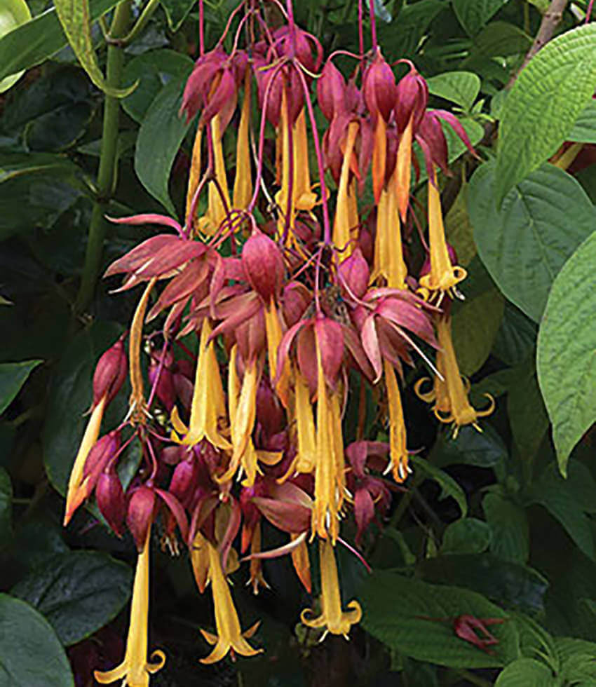 Deppea splendens