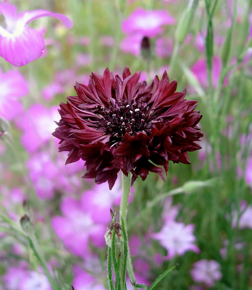 Centaurea cyanus, Black Gem, Bachelor's Buttons, Cornflower