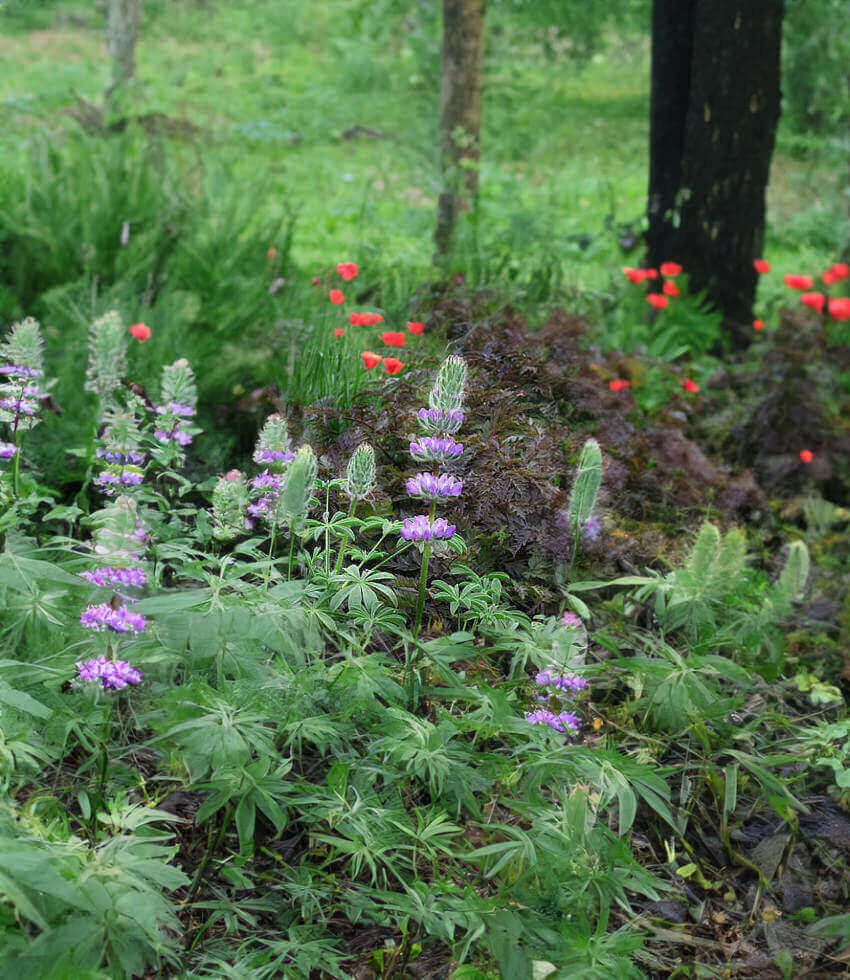 Lupinus microcarpus microcarpus, Chick Lupine