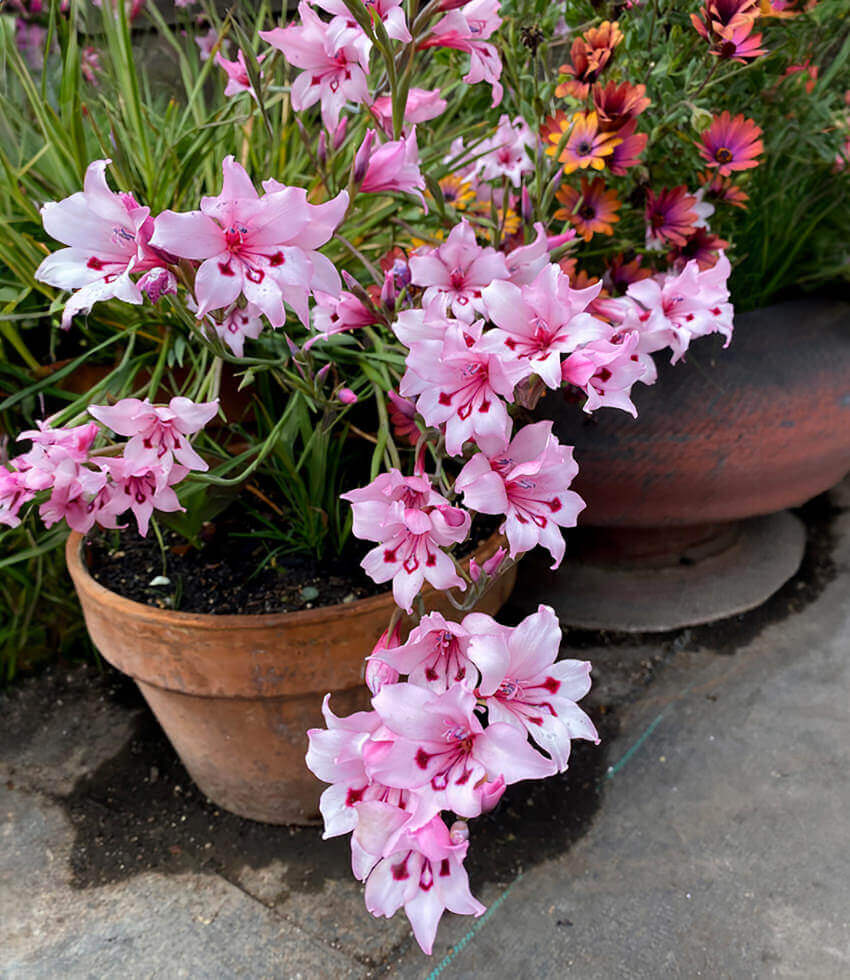 Gladiolus carneus, Gladiolus, Sword Lily