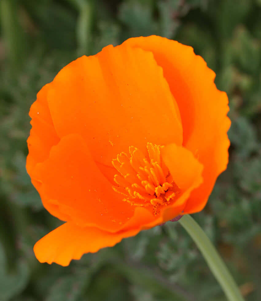 Eschscholzia californica, California Poppy