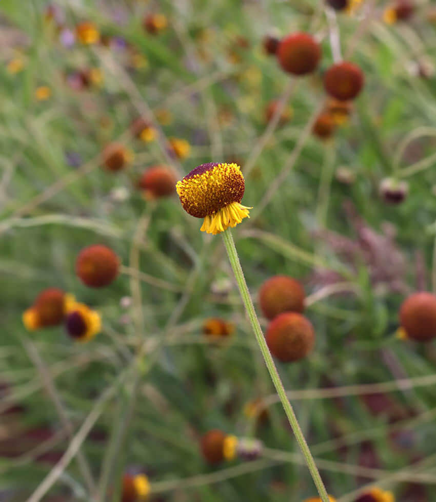 Helenium puberulum, Sneezeweed