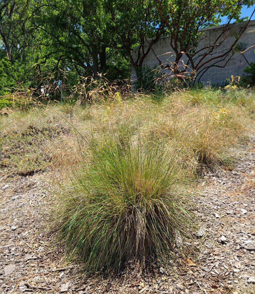 Stipa pulchra, Purple Needle Grass