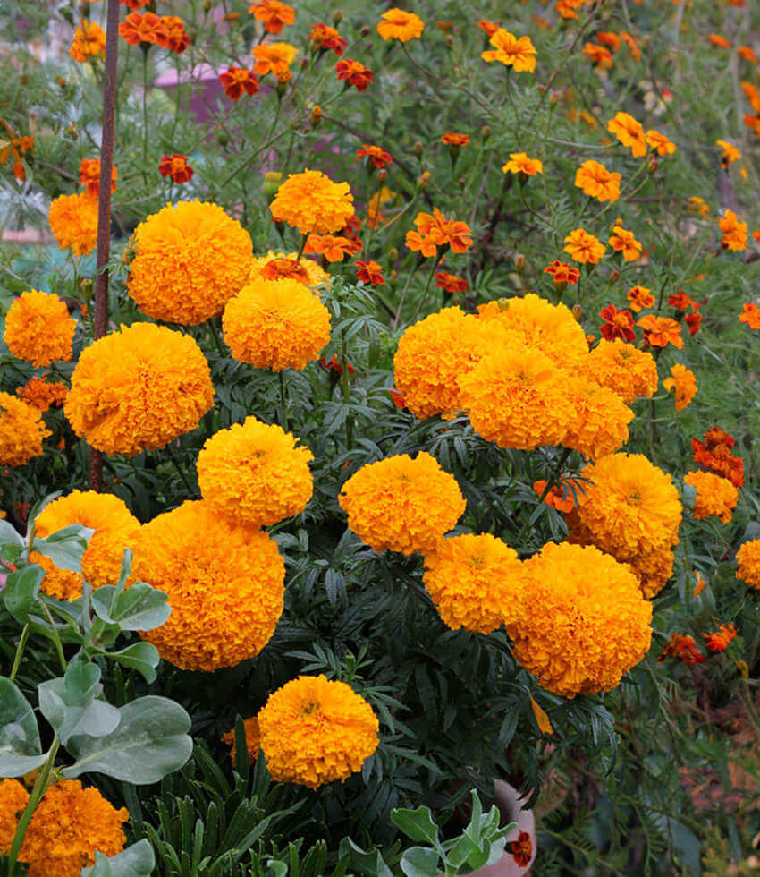 Marigold, Day of the Dead Orange, Mexican Marigold, Cempasúchil, Aztec Marigold, Big Marigold