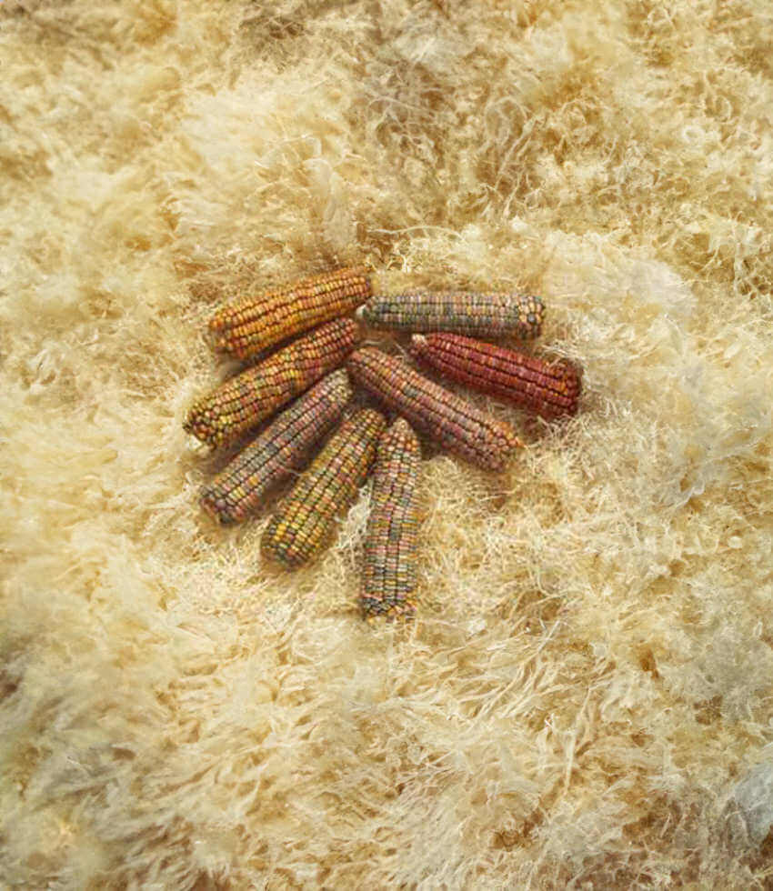 Corn, Earth Tones