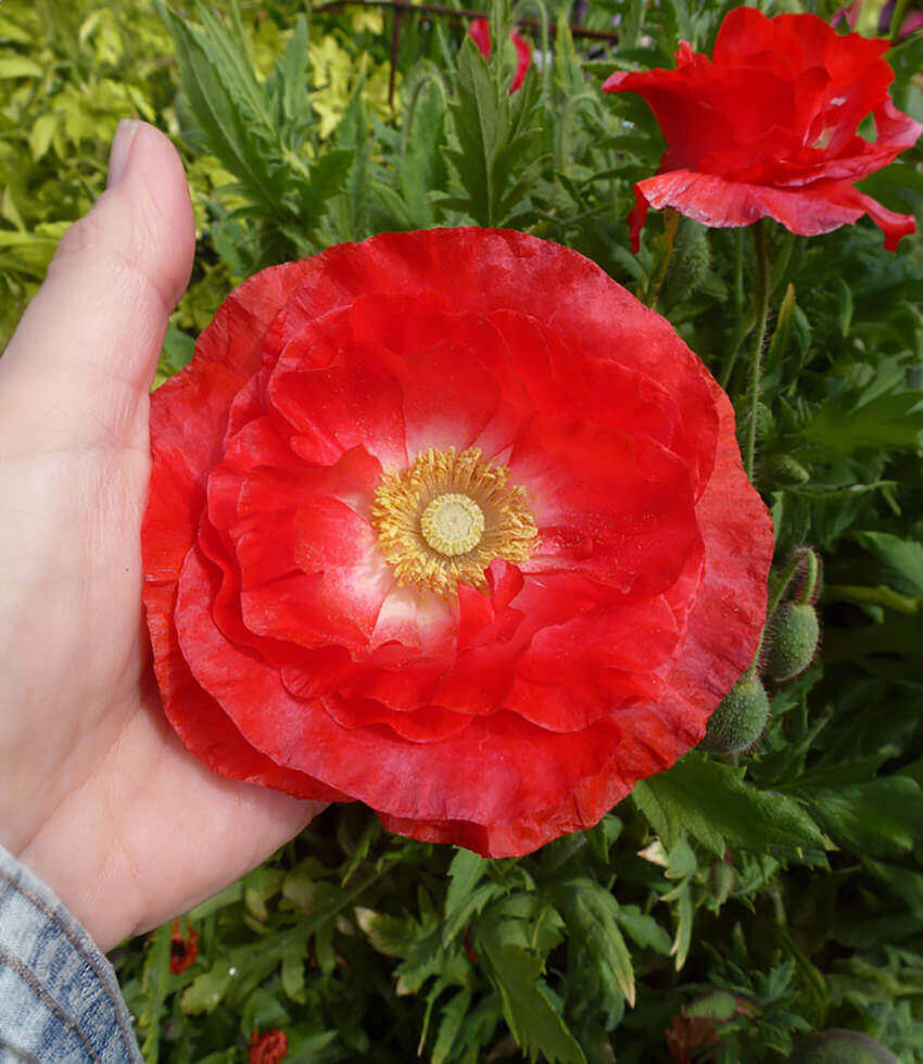 Papaver rhoeas, Falling in Love