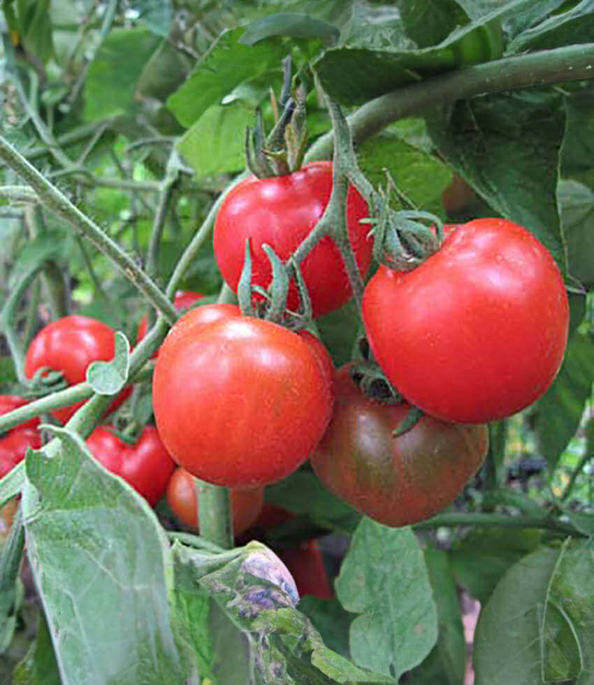 Tomato, Stupice