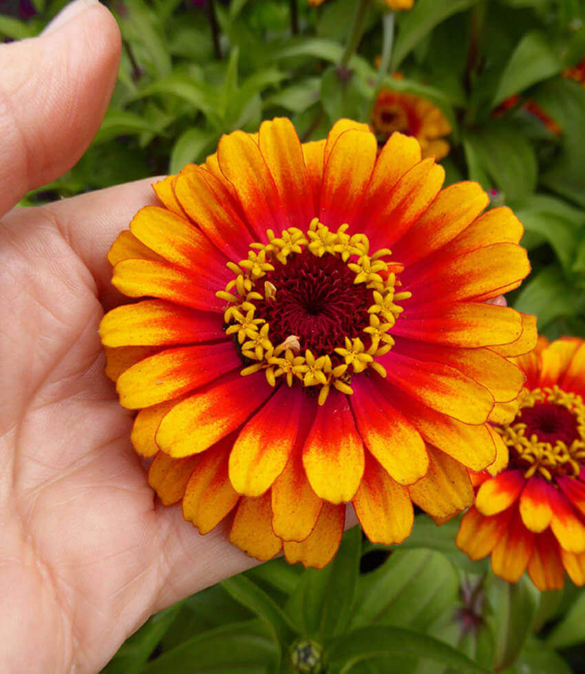 Zinnia elegans, Zowie