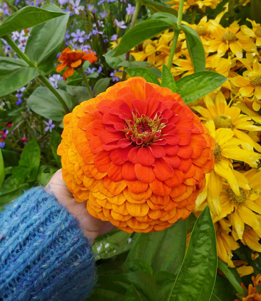 Zinnia elegans, Benarys Giant Orange