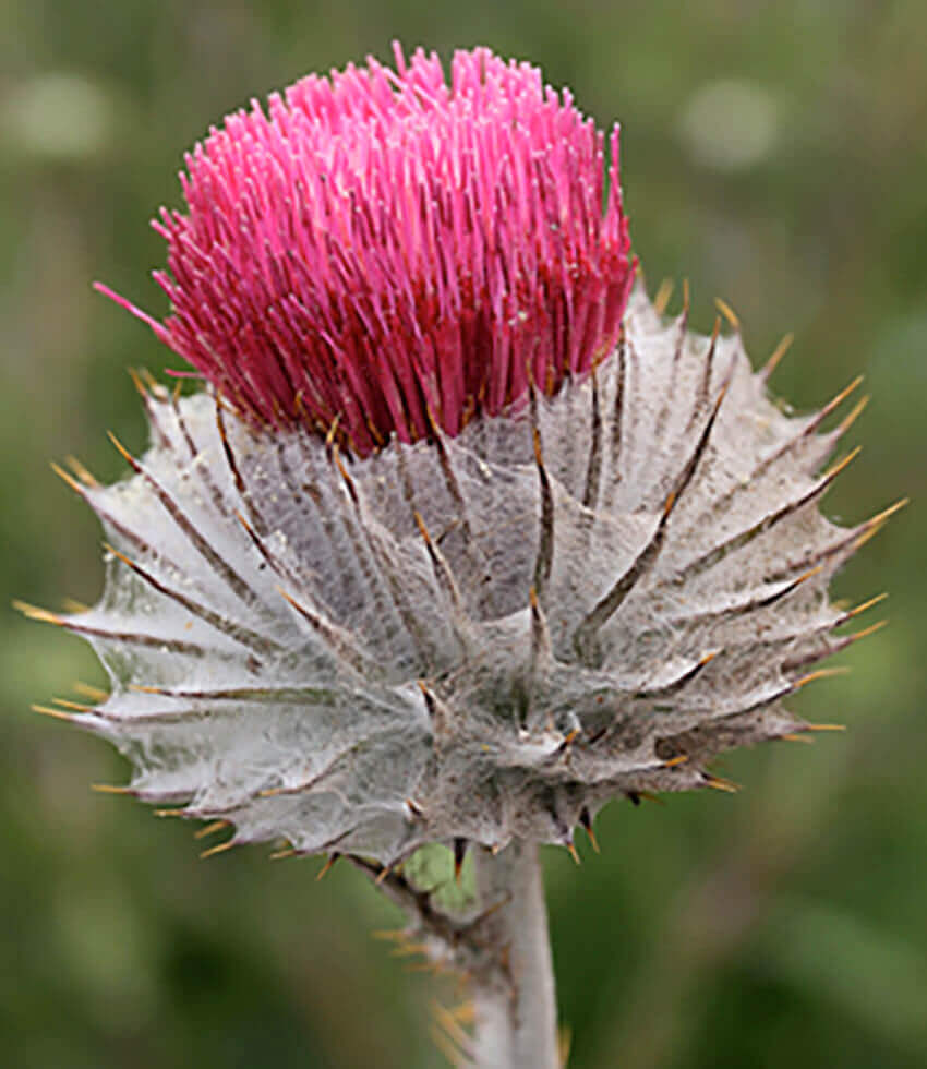 Cirsium occidentale, Cobweb Thistle, Western Thistle