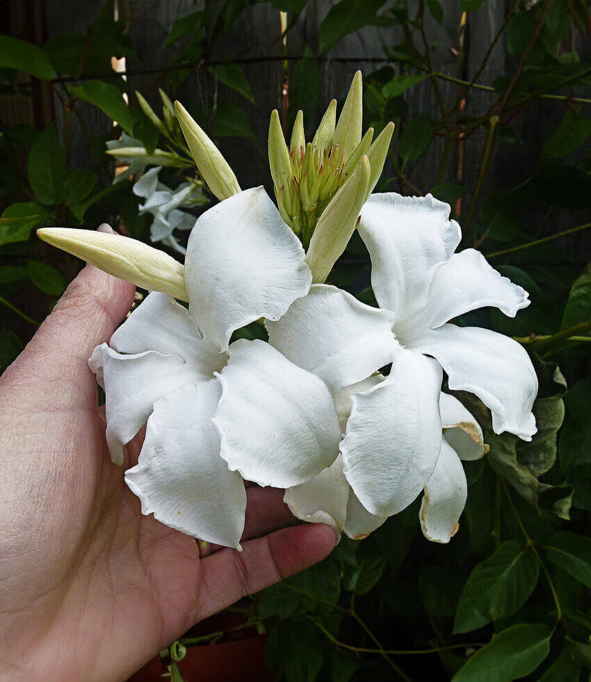 Mandevilla laxa, Chliean Jasmine