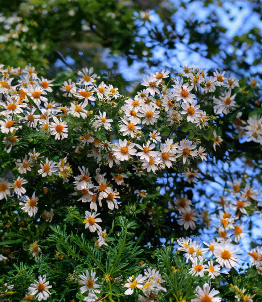 Montanoa grandiflora, Daisy Tree