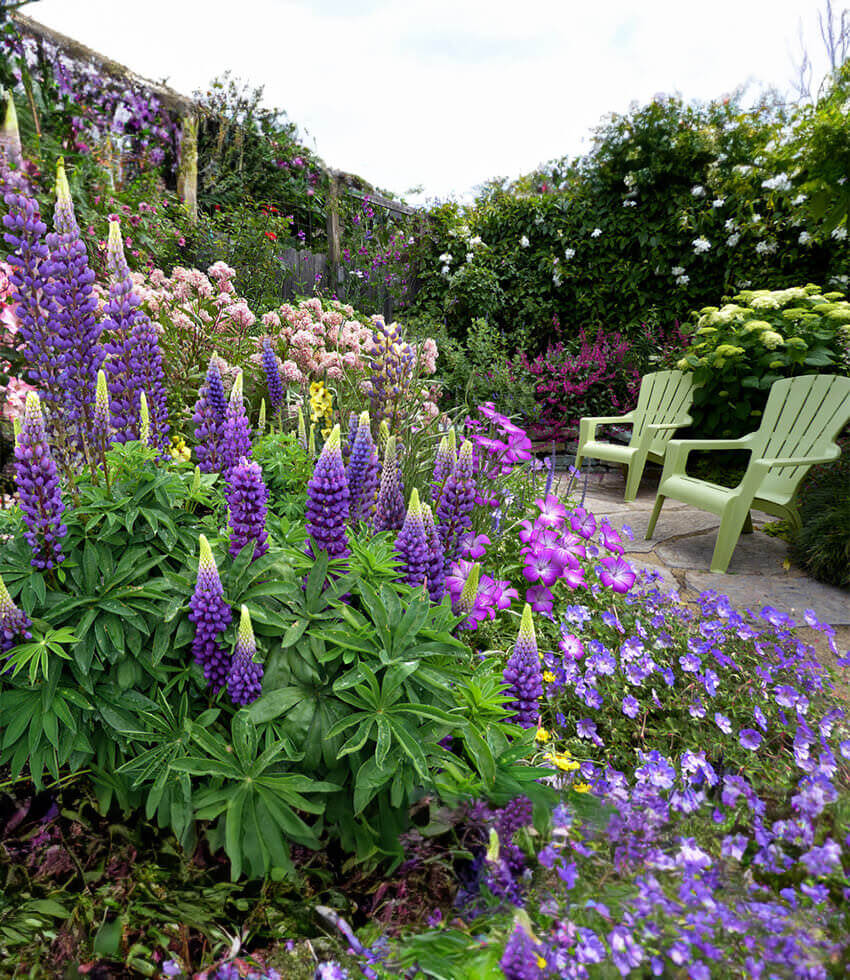 Lupinus regalis, Gallery Blue, Russell Lupine