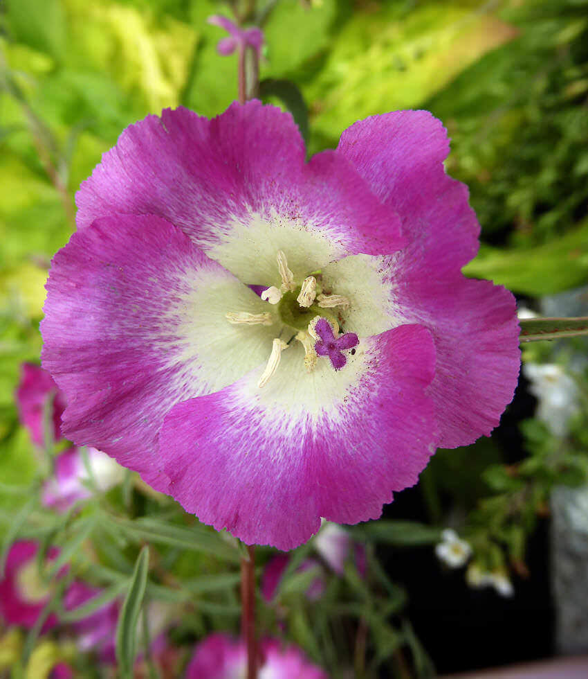 Clarkia speciosa immaculata, Pismo Clarkia