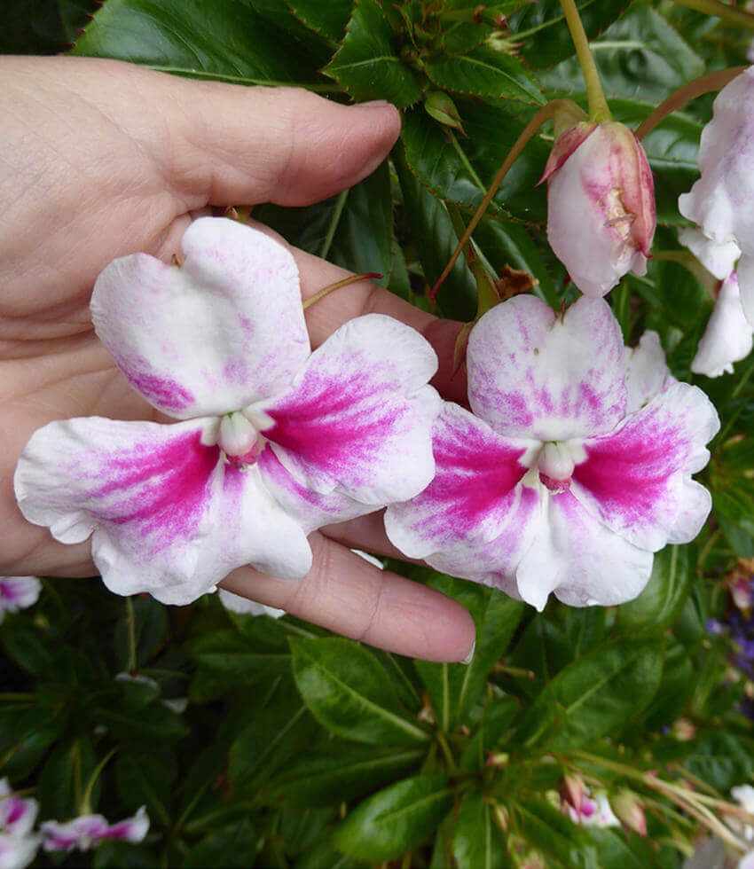 Impatiens sodenii, La Vida Rosa, Shrub Balsam, Oliver's Touch-Me-Not