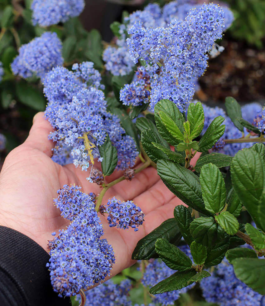 Ceanothus, Ray Hartman, California Lilac, Wild Lilac