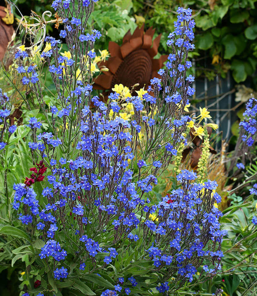 Anchusa azurea, Alkanet, Italian Bugloss