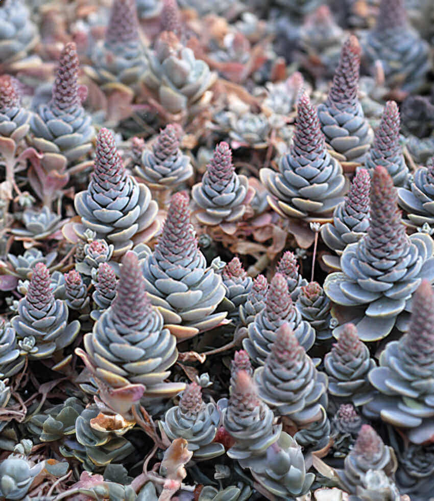 Orostachys iwarenge, Dunce Cap