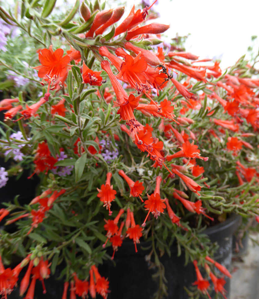 Zauschneria californica, California Fuchsia, Epilobium