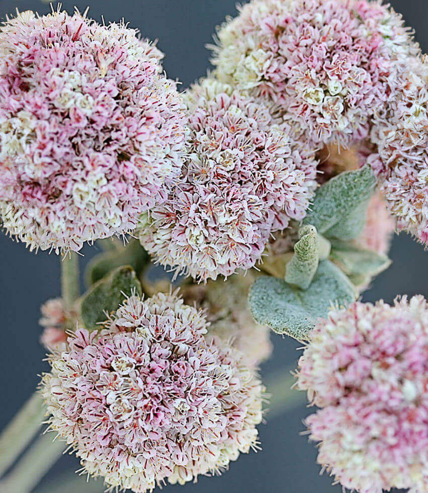 Eriogonum latifolium, Seaside Buckwheat, Coast Buckwheat