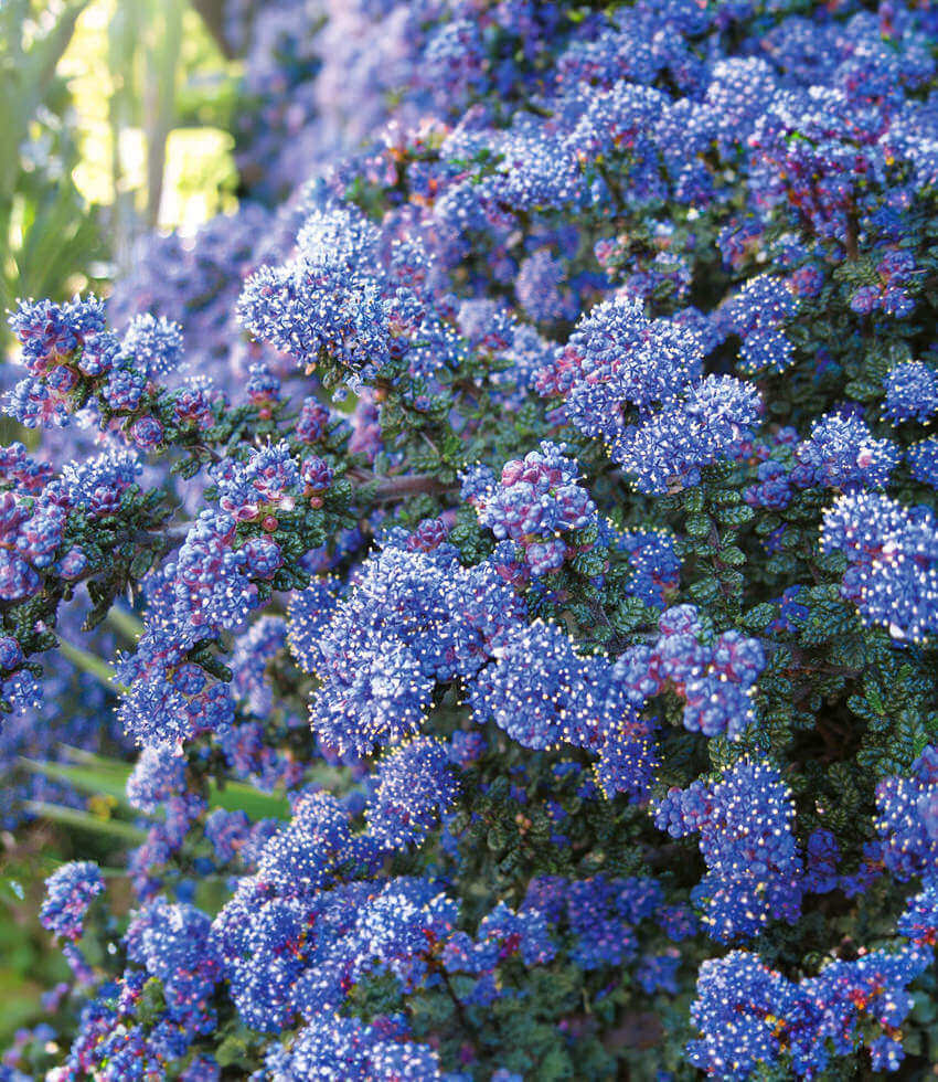 Ceanothus x impressus, Dark Star, California Lilac, Wild Lilac