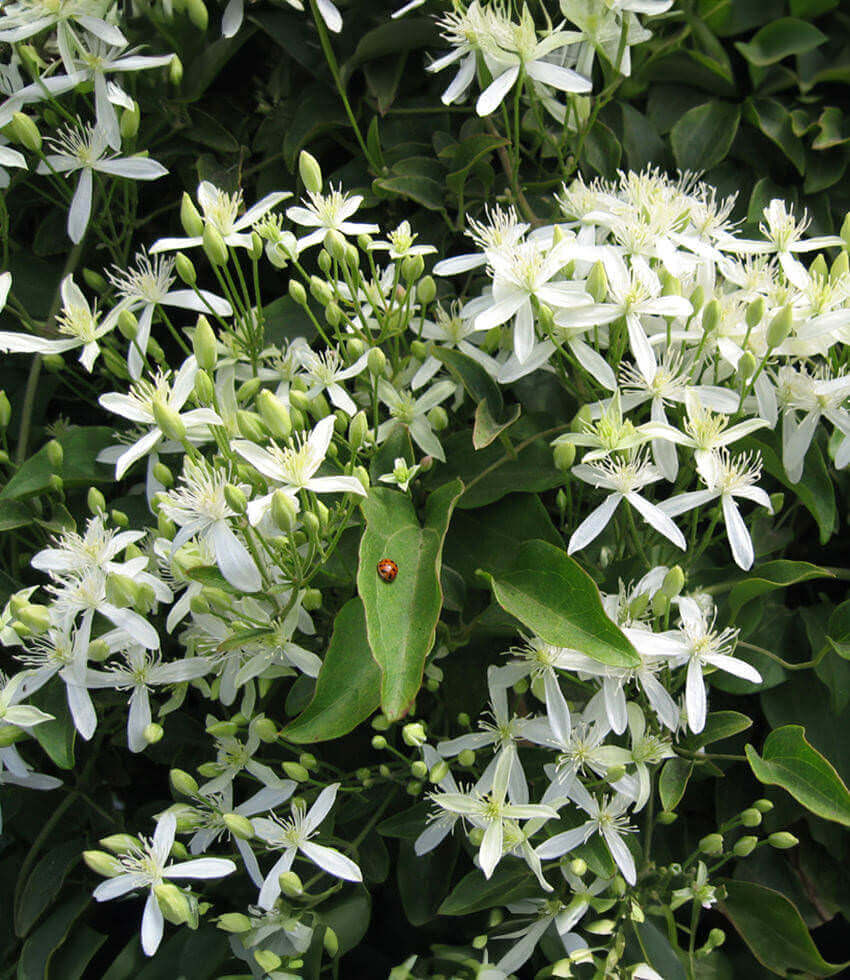 Clematis paniculata, Sweet Autumn Clematis, Puawhananga, Leatherflower, Vase Vine, Old Man's Beard, Virgin's Bower