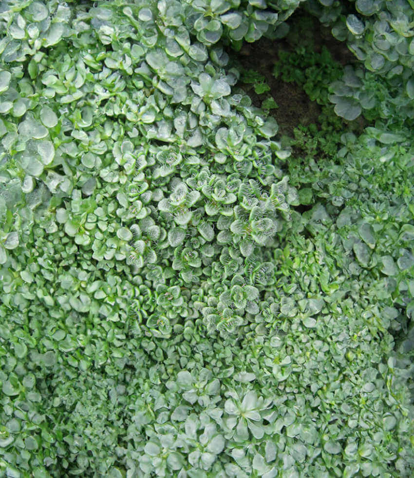 Thymus praecox, Elfin Thyme