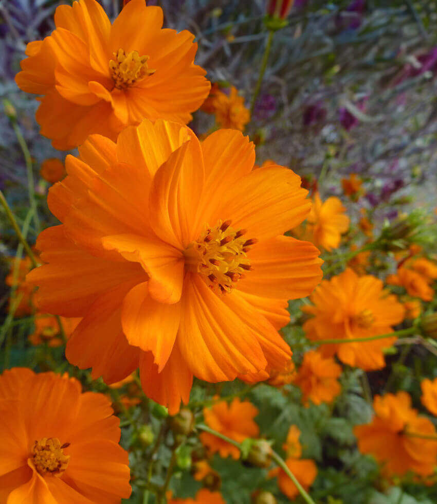Cosmos sulphureus, Orange, Klondike Cosmos, Sulfur Cosmos, Yellow Cosmos