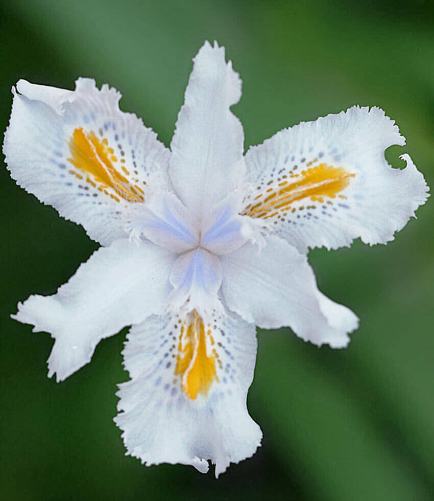 Iris confusa